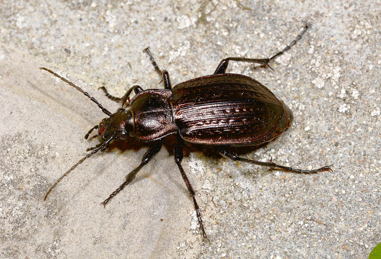 Carabidae: Carabus italicus, femmina